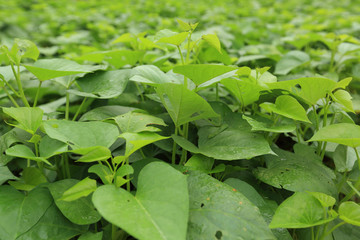 Sweet potato plants in growth at filed