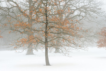 Dense fog settles over a grove of oak trees on a cold winter morning.