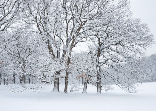 Heavy snow clings to every twig and branch, transforming a grove of oak trees into a magical winter scene.