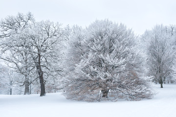 An idyllic winter scene after a heavy snowfall cloaks the landscape in a blanket of white.