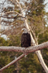 Eagle roost