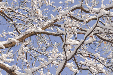 Forest tree branches covered with snow against natural blue clean sky
