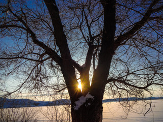 sunrise in winter on a lake view through a tree