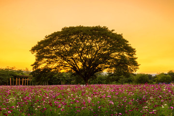beautiful landscape sunset scene in cosmos field and tree at Jim thompson farm