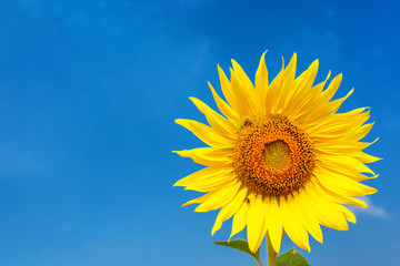 Beautiful yellow sunflower with blue sky