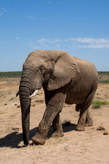 Obraz premium Elefant im Addo Elephant National Park
