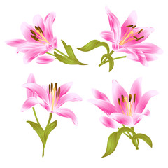 Pink Lily  Lilium candidum,flower with leaves and bud on a white background set two vintage vector illustration editable hand drawn