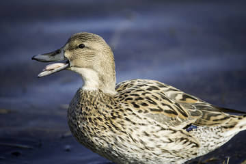 canard