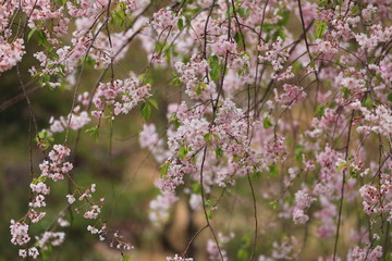 Cherry blossoms 