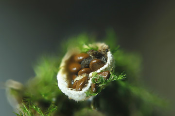 Rare egg-filled bird nests fungus, Nidularia deformis