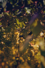 Vineyard in summer. Close up of bunch of grapes hanging from the vines.