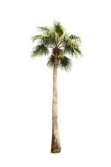 Coconut tree on white background, Isolated
