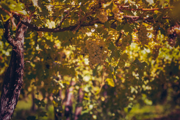 Vineyard in summer. Close up of bunch of grapes hanging from the vines.