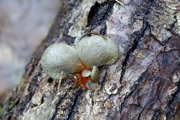 Late oyster mushroom, Panellus serotinus