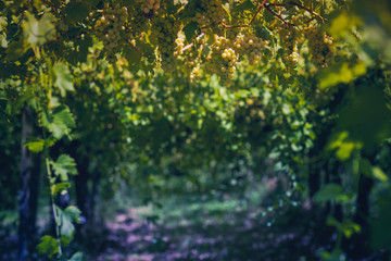 Vineyard in summer. Close up of bunch of grapes hanging from the vines.