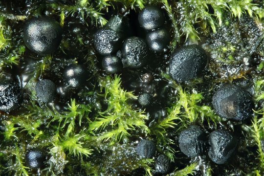 Black slime mold, Lamproderma arcyrioides