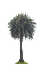 Fototapeta premium palm on white background, Isolated