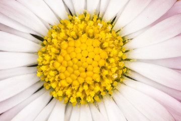 Blüte einer Gänseblume © Erwin