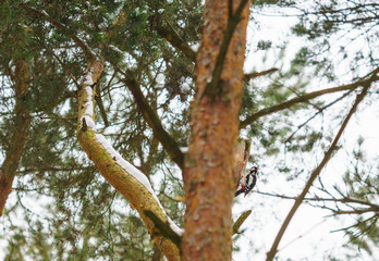 woodpecker in the winter...