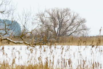 a tree in the middle of the lake