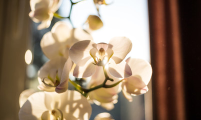 Fototapeta na wymiar White orchid flower in front of window. Close up view with details, blurred background.