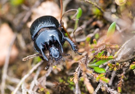 Stierk&auml;fer (Typhaeus typhoeus) auf Heideboden, Schwindebecker Heide, L&uuml;neburger Heide, Niedersachsen, Deutschland, Europa 