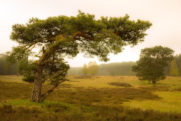 Krumme Kiefer vor dunstigem Himmel mit tiefstehender Sonne, Schwindebecker Heide, Lüneburger...