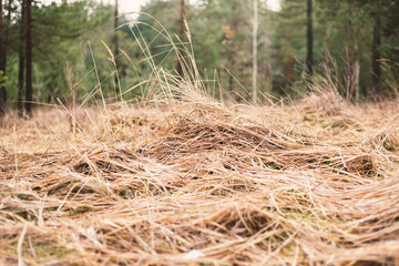 Close up view of dry old grass in the forest