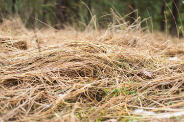 Hay in the forest