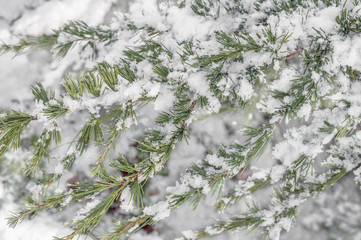 Green natural pine tree branch covered with snow cold winter season