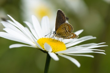 Small beautiful butterfly is sitting on camomile flower. Close up.