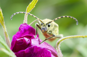 green Insect weevil sitting on red flower