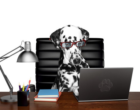 Dalmatian Dog In Glasses Is Doing Some Work On The Computer. Isolated On White