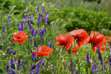 Wild poppies and blue flowers