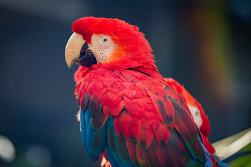 Red Blue Scarlet Macaw