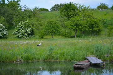 Stork near river among trees and with villiage boat near coast
