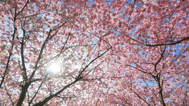 Kirschblüte und Sonne, Kamerafahrt