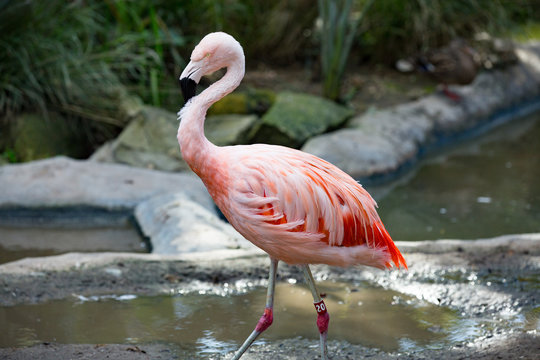Pink Flamingo Bathing