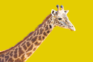 Naklejka premium Giraffe On Yellow Background
