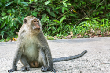 Monkey sitting on a road. Travel in Southeast Asia.