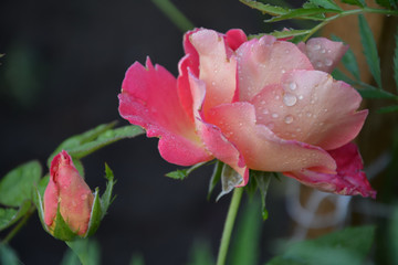 Two pink roses in garden after rain with drops of water
