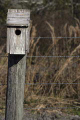 Bird House on Post