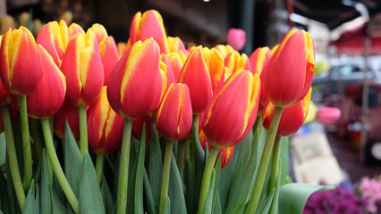 Tulips In Bloom