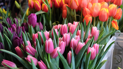 Beautiful Famers Market Tulips In Bloom