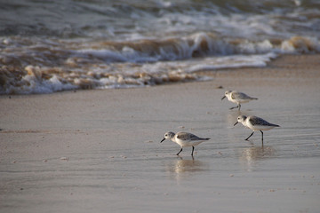 Sanderling wading birds searching for food at the shoreline