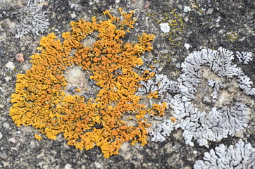 Mosses and lichens - mchy i porosty - obrazy, fototapety, plakaty