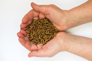 Worms, Meal worms. larvae of the beetle Tenebrio molitor in man's hand