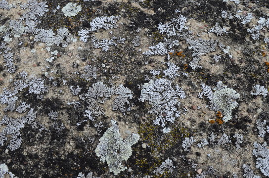 Mosses and lichens - mchy i porosty