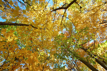 Tree tops with yellow leaves and sun shining through.