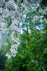 Blooming apple tree in spring time.